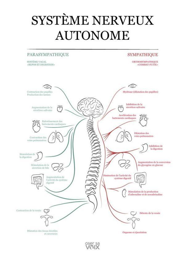Système Nerveux Autonome - anatomie - Le système nerveux autonome