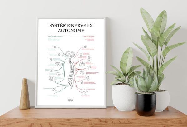 systeme nerveux - anatomie - Le système nerveux autonome
